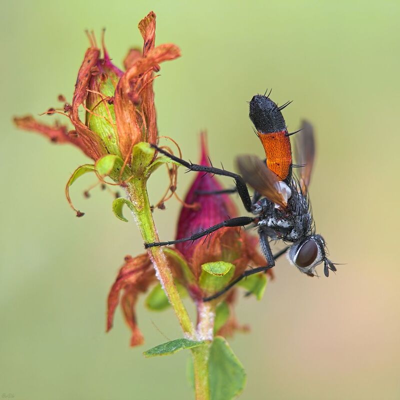 ежемуха #муха10photo preview