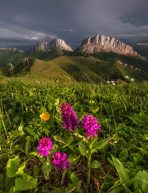 западный кавказ, природный парк большой тхач, ачешбок, ятрышник, кавказская орхидея,вечер, лето Про Кавказскую орхидеюphoto preview