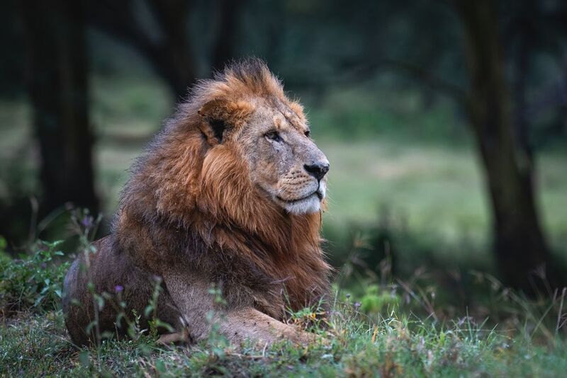 Смотрящий.photo preview