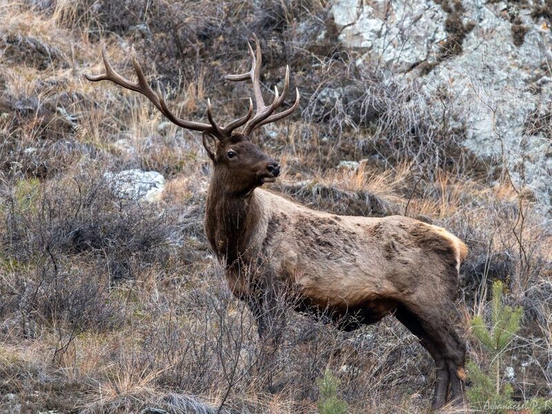 марал, олень, животные Маралphoto preview