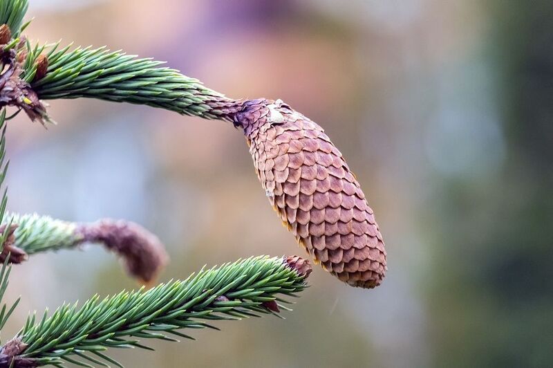 Шишкаphoto preview