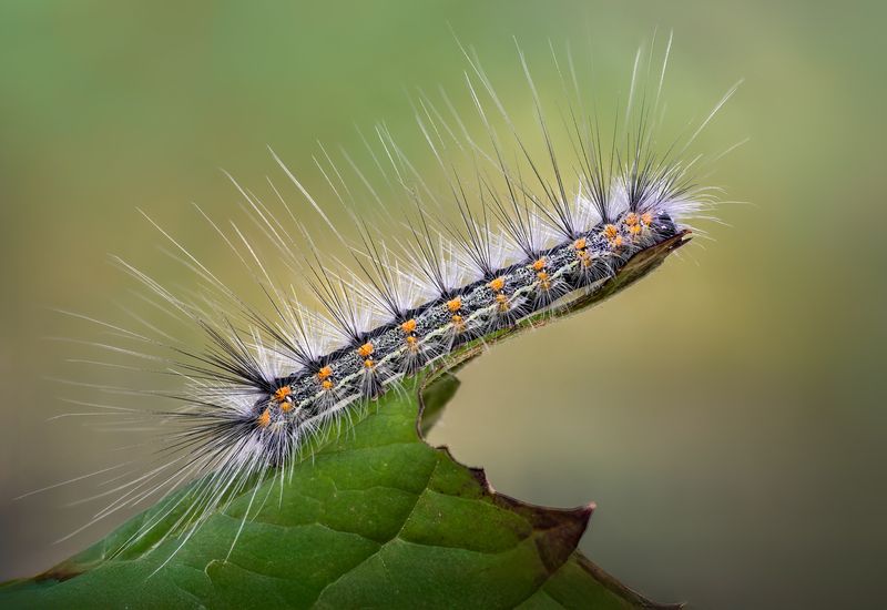 worm, caterpillar, silkworm, leaf, summer, nature, green, macro, Siestaphoto preview