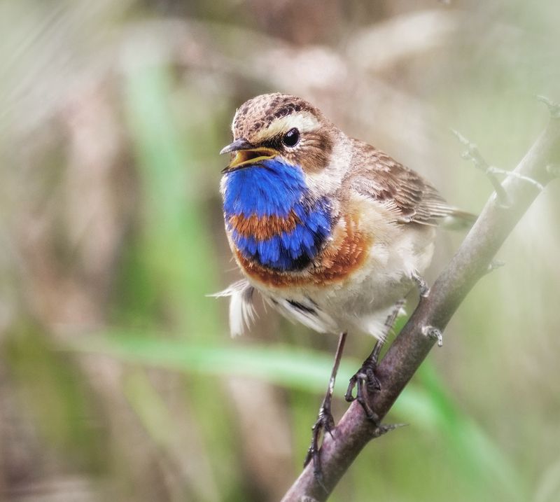 птица, варакушка, самец, Варакушка (4 фото)photo preview