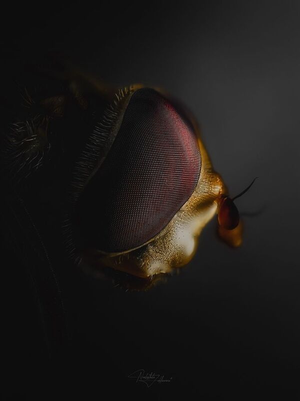 макро, макрофотография, насекомые, мухи, осень Глазки’photo preview