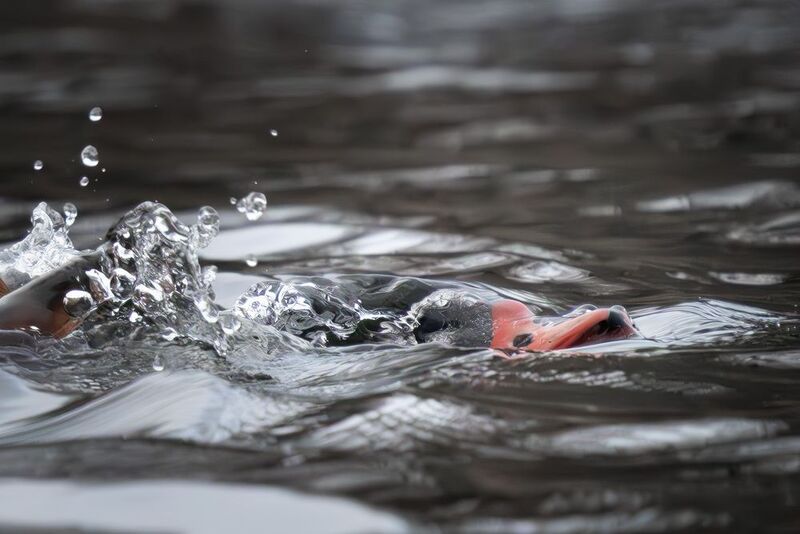 Утка, пеганка, птица под водойphoto preview