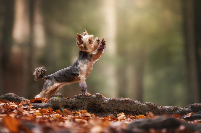 Hello, Autumnphoto preview