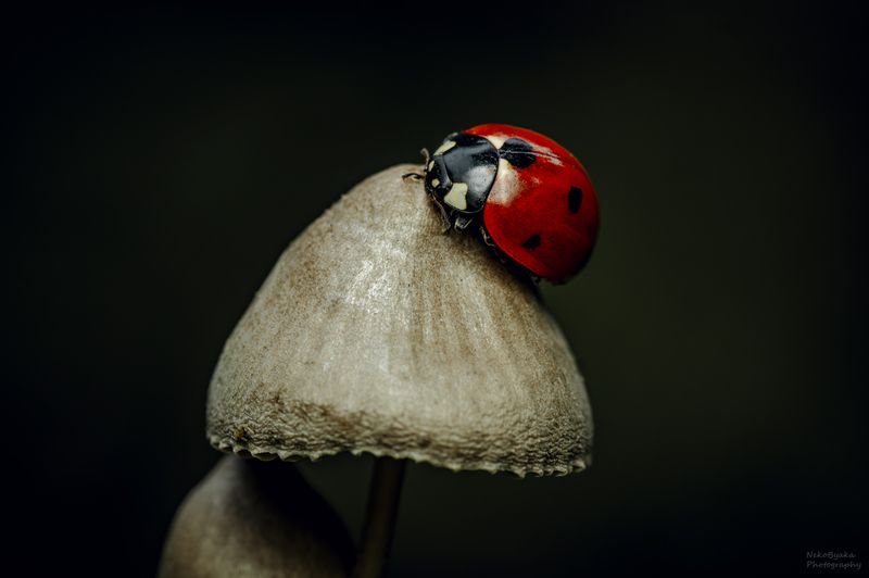 макро, природа, грибы, божья коровка, macro, nature. mushrooms, ladybug, Грибной отдыхphoto preview