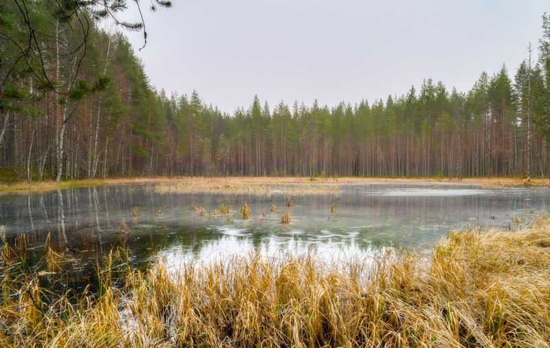 озеро болото лес туман Ещё про оттепель в декабреphoto preview