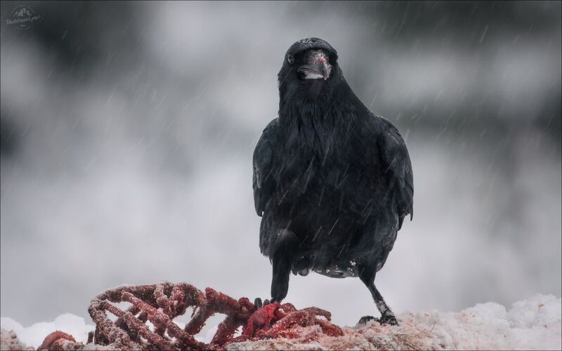 ворон, фототур в красный бор, фотоохота в беларуси Черный воронphoto preview