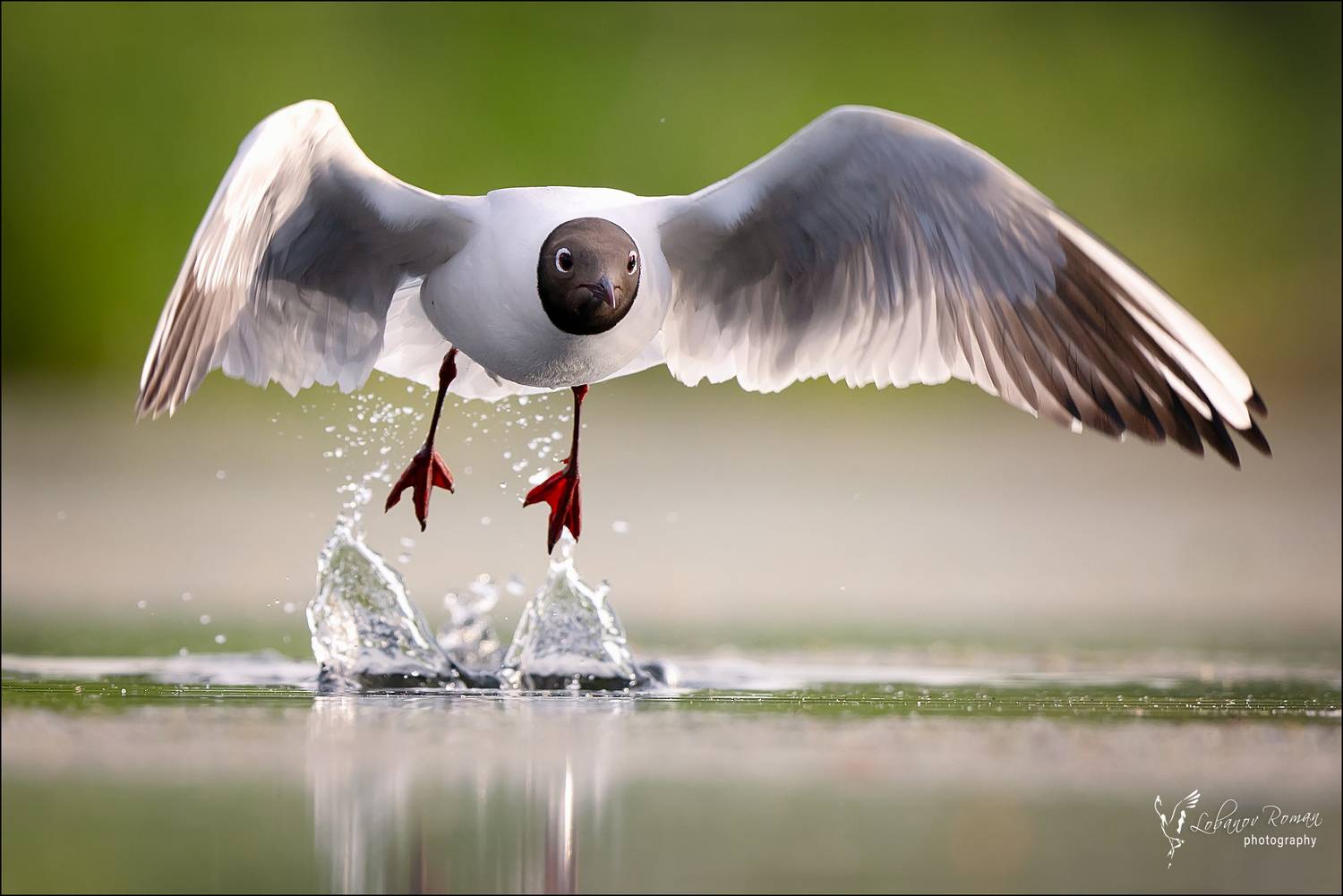 , Лобанов Роман