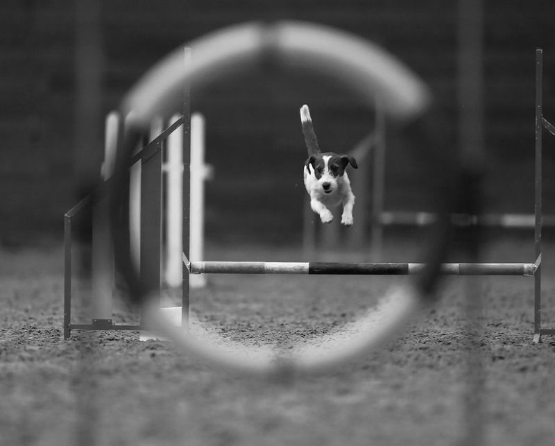 соревнования,аджилити,собака,прыжок, спорт, dog, competition, jump, sport Полет к победеphoto preview