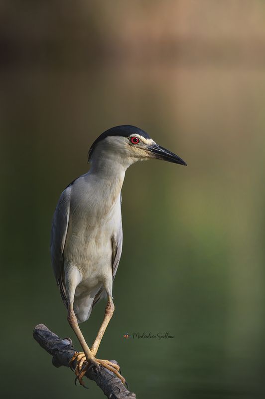 фотоохота, птица, кваква, цапля, лето Позиция № 1.photo preview