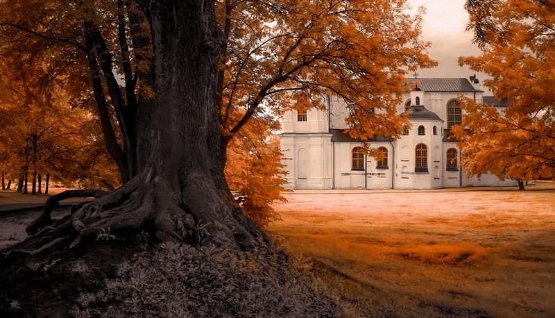 infrared, ик-фото, инфракрасное фото, инфракрасная фотография, пейзаж, лето Корни фото превью