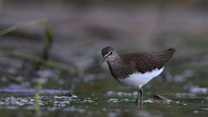 черныш, кулик, tringa oshropus, wood sandpipier, sandpiper, куршская коса, куршский залив Лесной куликphoto preview