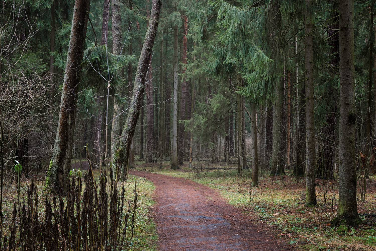 В лесу. Автор: Валерий Вождаев лес, деревья, листва, дорожка, Валерий Вождаев