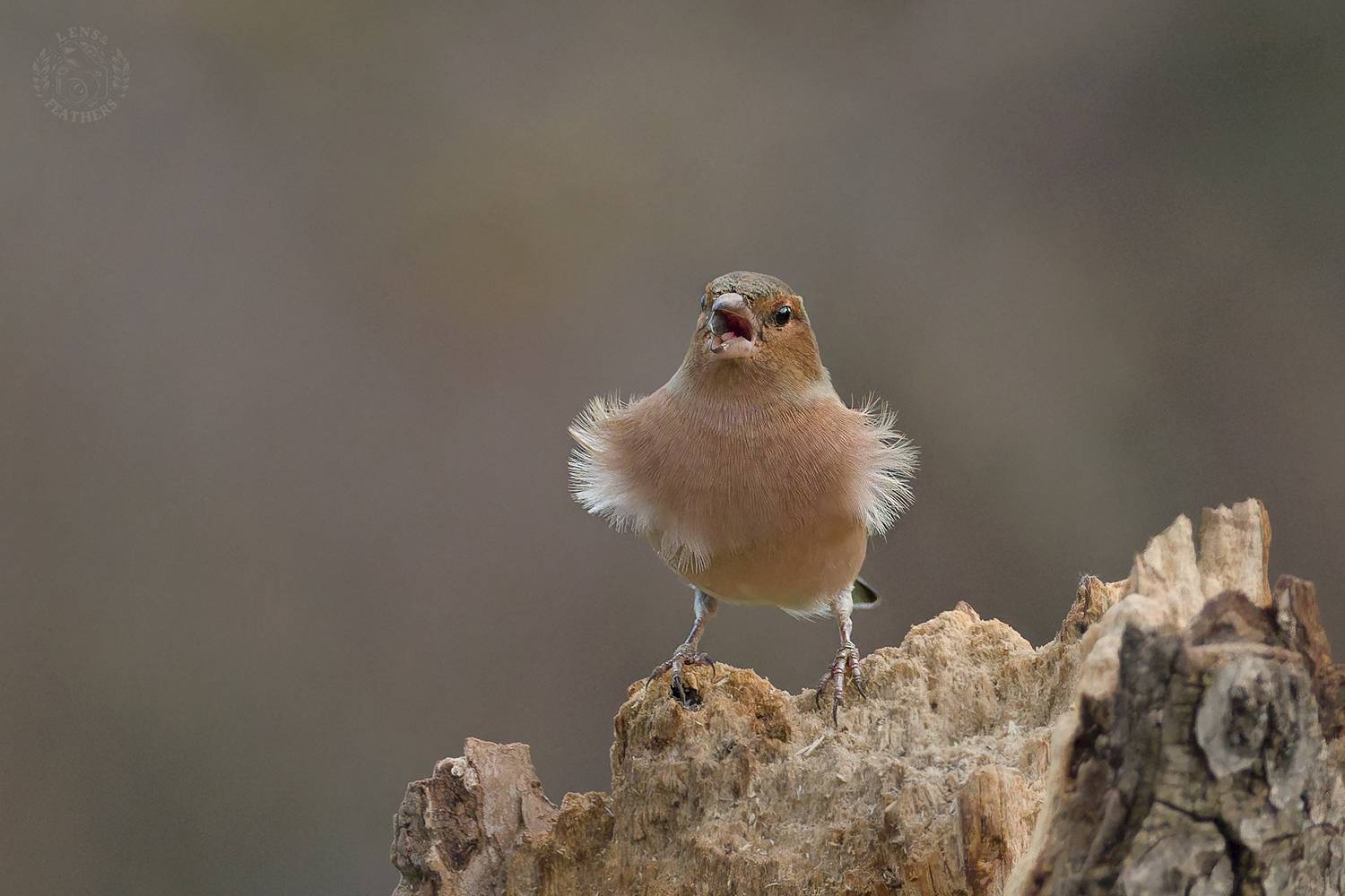 Зяблик - Lens and Feathers. Автор: Евгени Стефанов , Евгени Стефанов