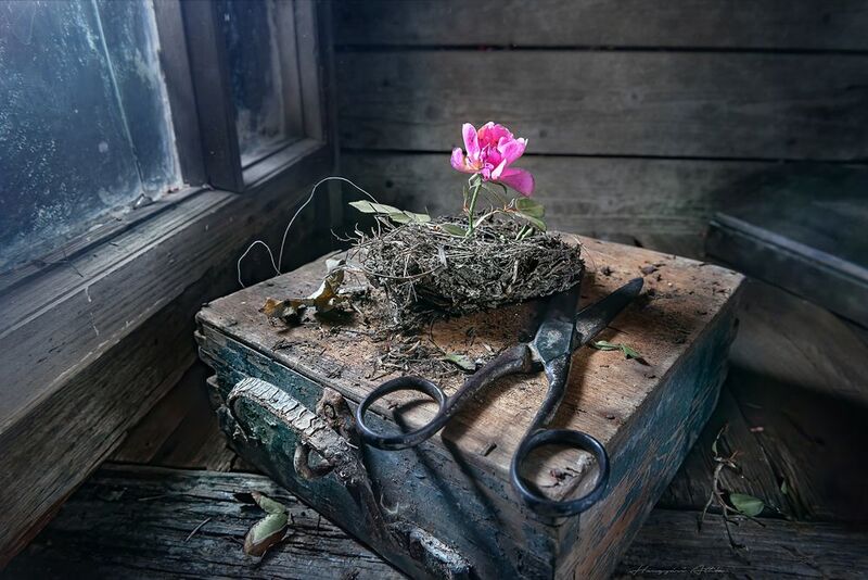 Virág egy rossz fészekben...photo preview