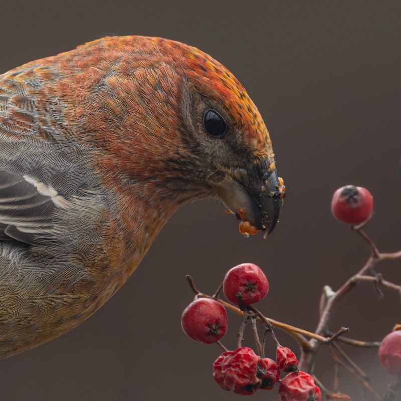 щур, птицы Щурphoto preview