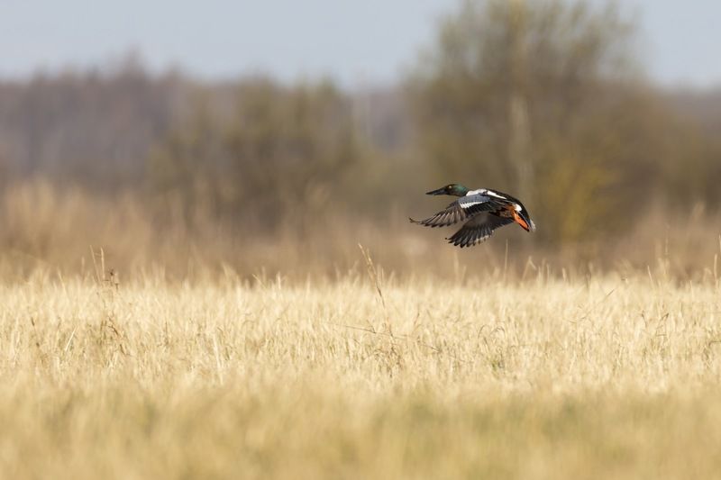 широконоска, утка, птицы Полет широконоскиphoto preview