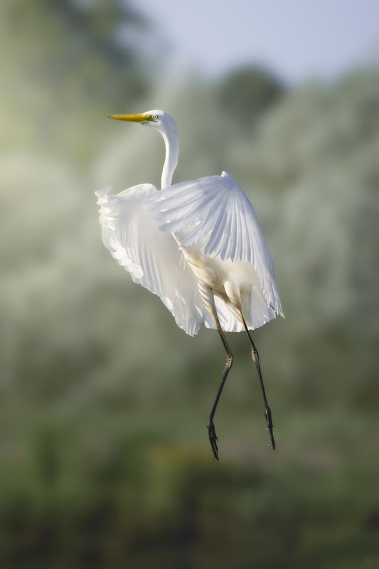 большая белая цапля, great egret, Ardea alba, heron, водоплавающая птица, wildlife, birdwatching, nature, bird photography Большая белая цапляphoto preview