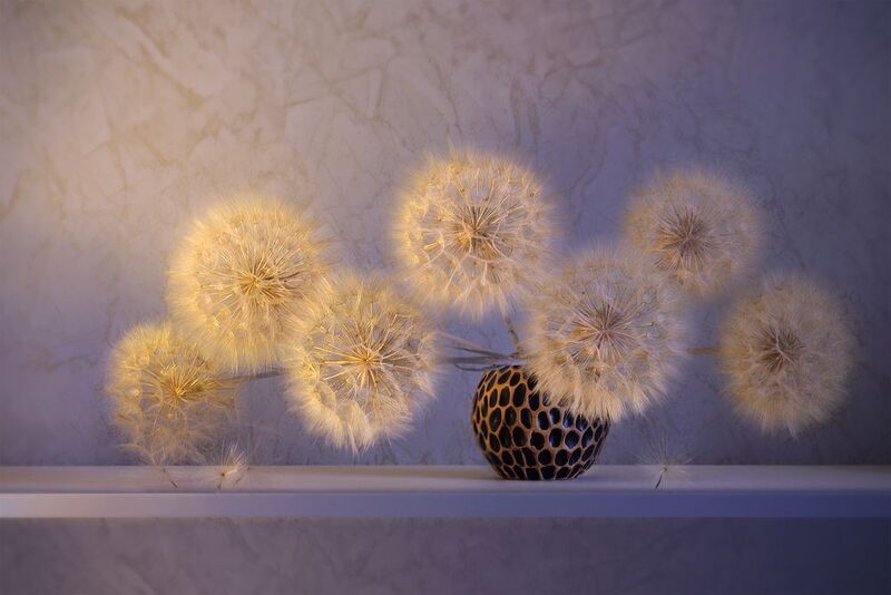 козлобородник Одуванчикиphoto preview