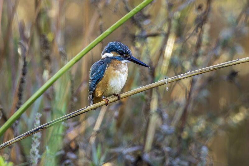 Зимородок обыкновенный. Зимородок обыкновенный.photo preview