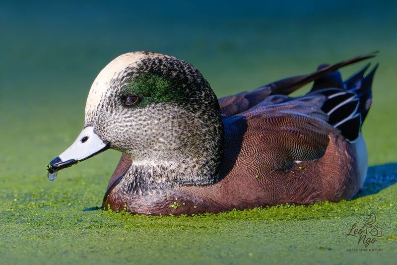 American Wigeon (Anas americana)photo preview