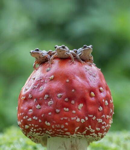 Трое из ларца, одинаковых с лица)