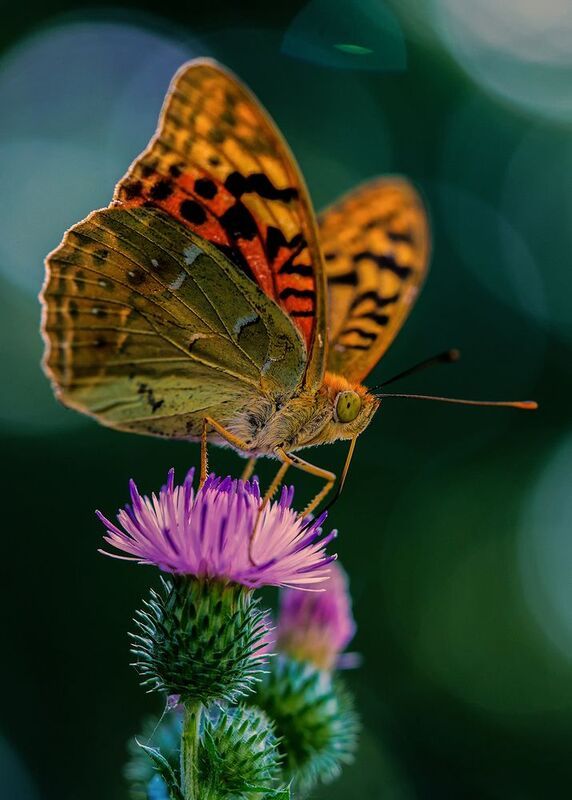 макро, бабочки, перламутровка, пандора photo preview