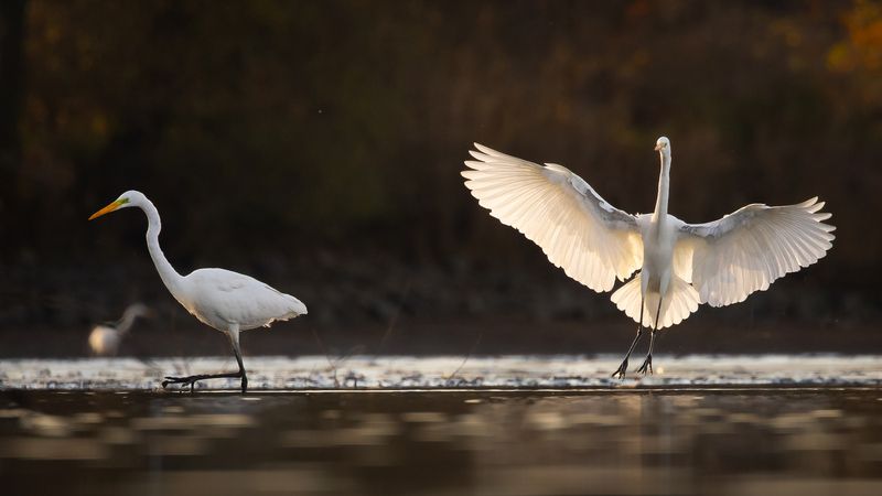 Herons фото превью