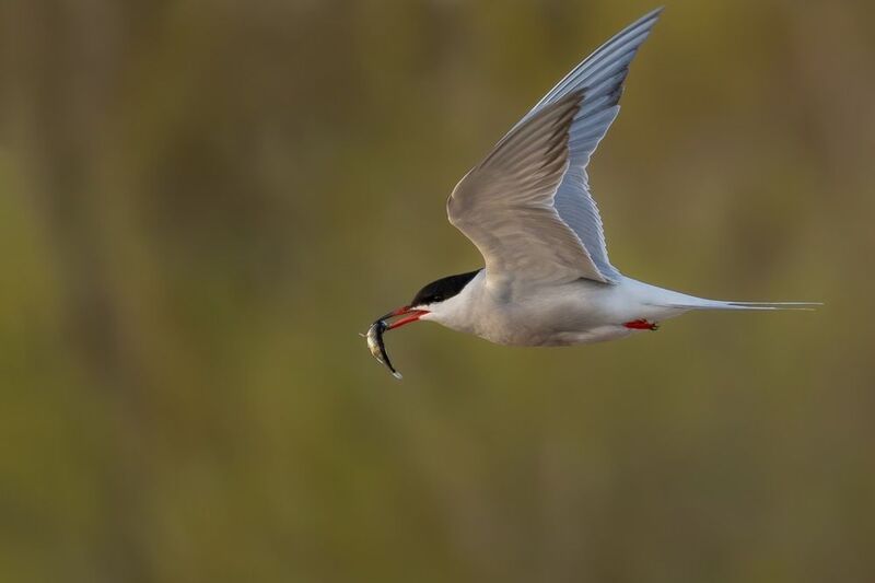 речная крачка, крачка, птицы, чайка Речная крачка фото превью