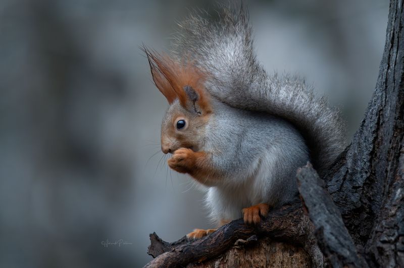 Кисточки ушей влажные от туманаphoto preview