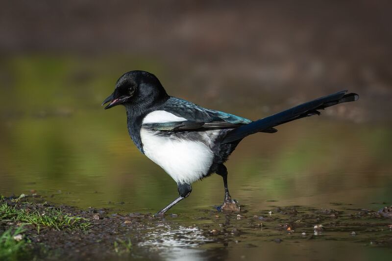 сорока, обыкновенная сорока, европейская сорока, pica pica, eurasian magpie, common magpie Сорока-белобока по воду ходилаphoto preview