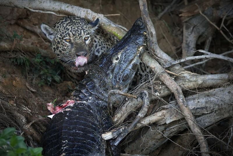 Лучшее лакомство фото превью