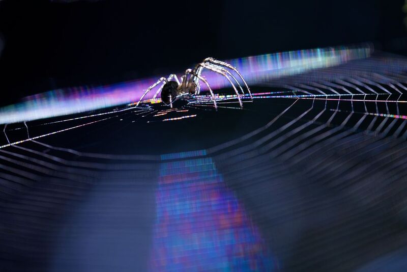 макро, паук, spider, macro Ловец световых сновphoto preview