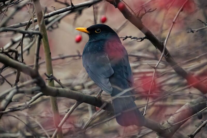 *** фото превью