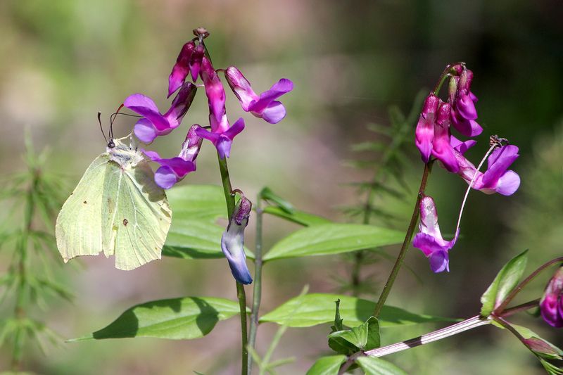 бабочка, крушинница, лимонница, лимонница обыкновенная, лимонница крушинная, gonepteryx rhamni Лимонница обыкновенная (Gonepteryx rhamni)photo preview