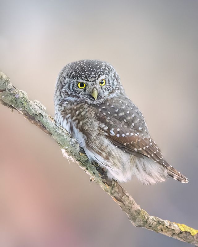 птицы, лес, фотоохота, природа, Подмосковье, birdwatching, birds, owl, pigmy owl, воробьиный сыч, сыч Лесной страж фото превью