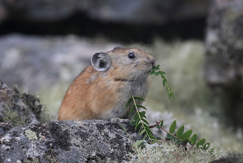 пищуха Он ел одну лишь травку фото превью