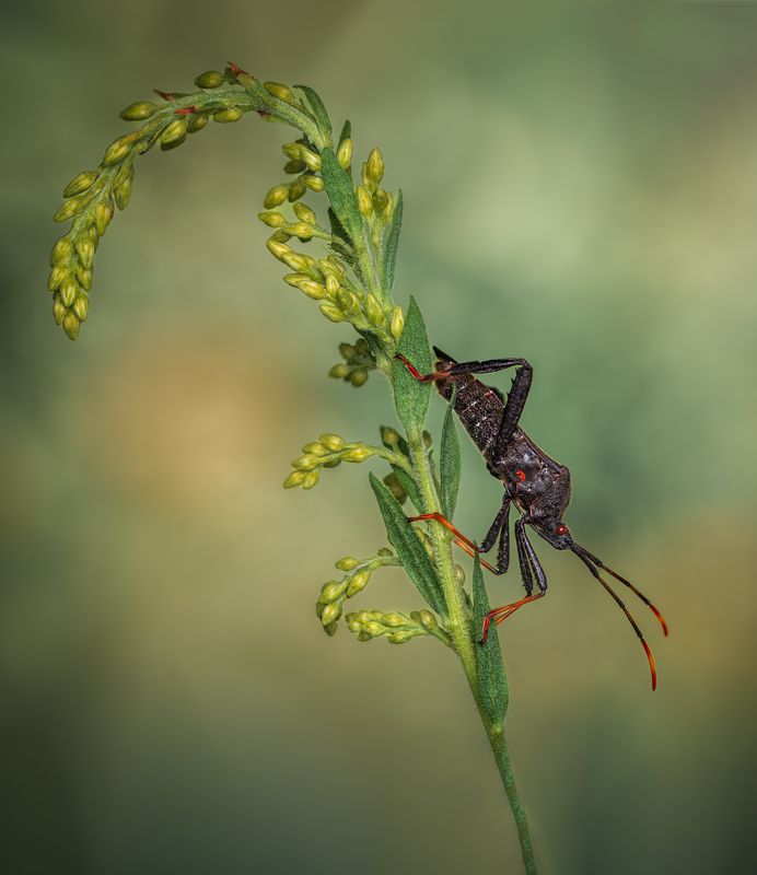 beetle, insect, fall, autumn, stink bug, macro, leaves, season, seasons, camouflage, camouflaged, The assassin’s perchphoto preview