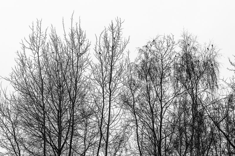 Дрозды прилетелиphoto preview