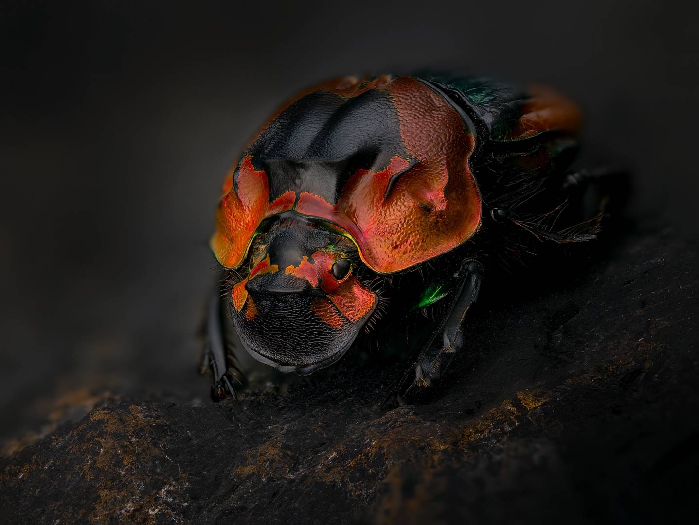 Навозник. Автор: Kavaliauskas Eugenijus coleoptera, scarabaeidae, sulcophanaeus imperator alticollis, Kavaliauskas Eugenijus