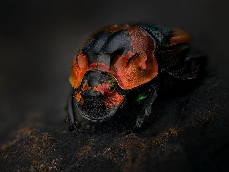 coleoptera, scarabaeidae, sulcophanaeus imperator alticollis Навозник фото превью