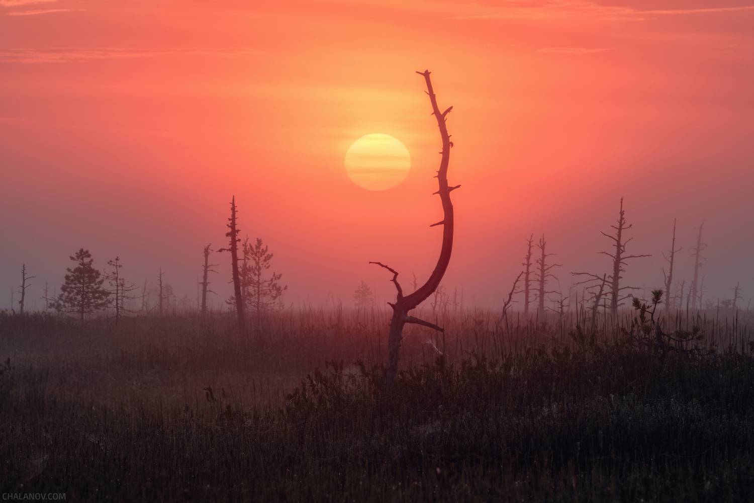 пейзаж, рассвет, солнце, болото, лето, сосны, туман, Иван Чаланов