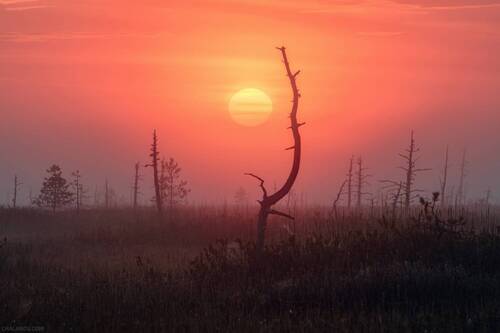 Рассветное солнце над болотом