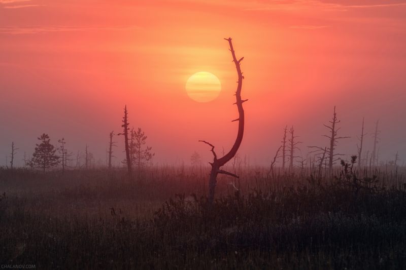 пейзаж, рассвет, солнце, болото, лето, сосны, туман Рассветное солнце над болотомphoto preview
