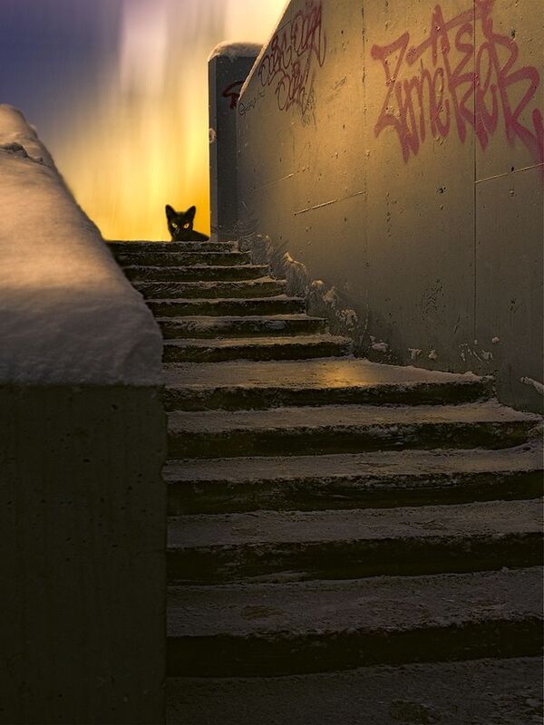 Спустилась ночь. Кот черный вышел. И я ушелphoto preview