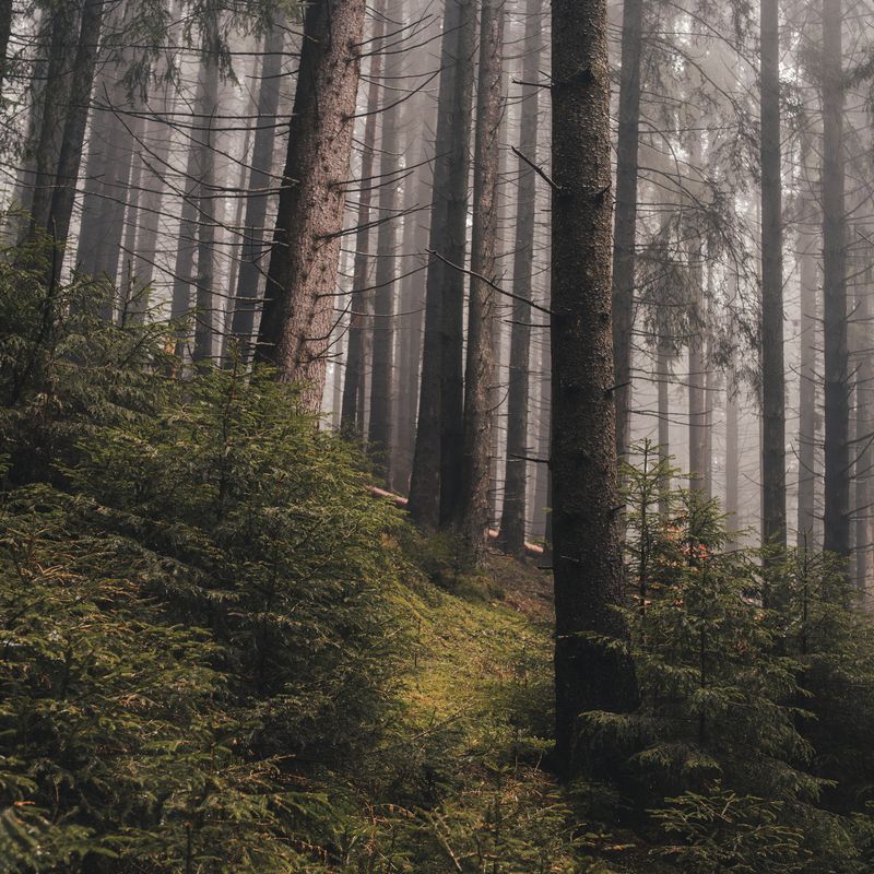 хвойный лес, туман, туманное утро, природный пейзаж, лесная тропа, ель, атмосфера, природа, дымка, глубина леса, тишина, мистический лес, лесной пейзаж, mood, forest, fog, mist Тропа в туманном лесуphoto preview