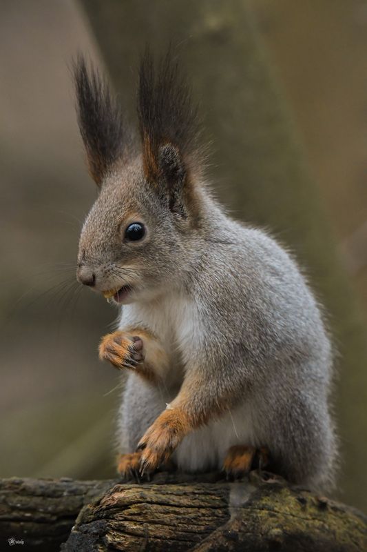 Белочка)photo preview