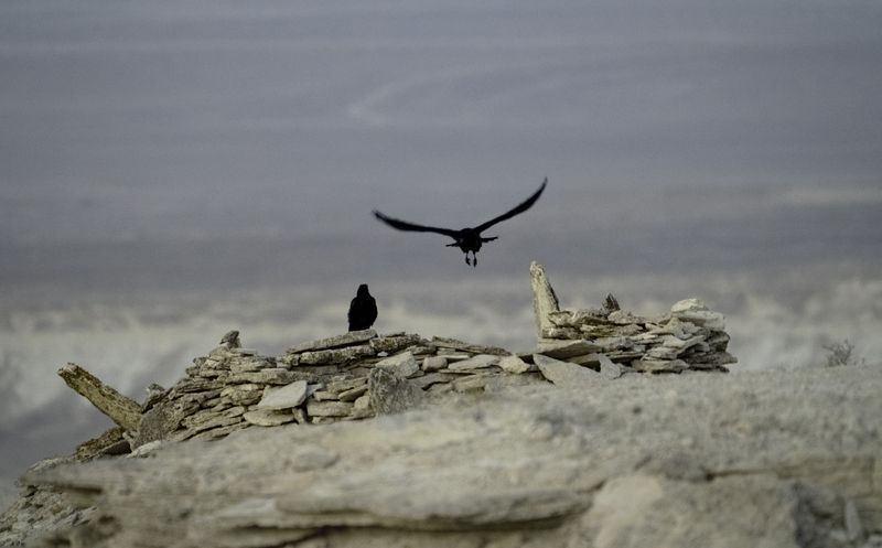 Казахстан, полуостров Мангышлак, Мангыстау, урочище Бозжыра, вороны Чёрные птицы Мангыстауphoto preview